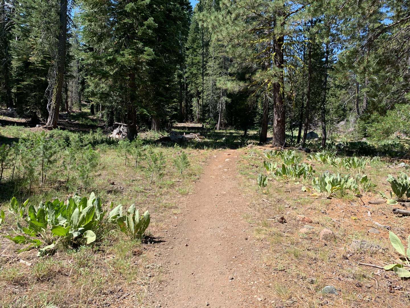 Trail to Cold Stream Meadow