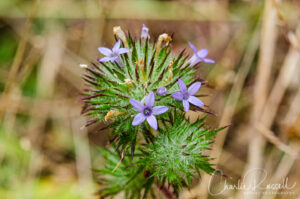 Skunkweed, Navarretia squarrosa