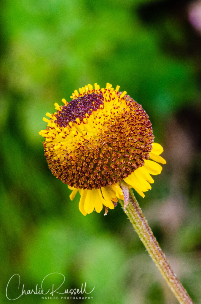 Rosilla, Helenium puberulum