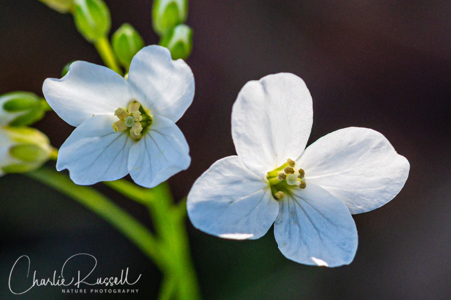 Milkmaids, Cardamine californica