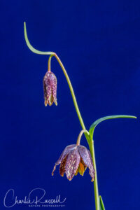 Checker Lily, Fritillaria affinis