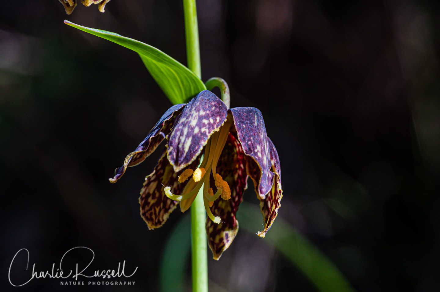 Checker Lily, Fritillaria affinis