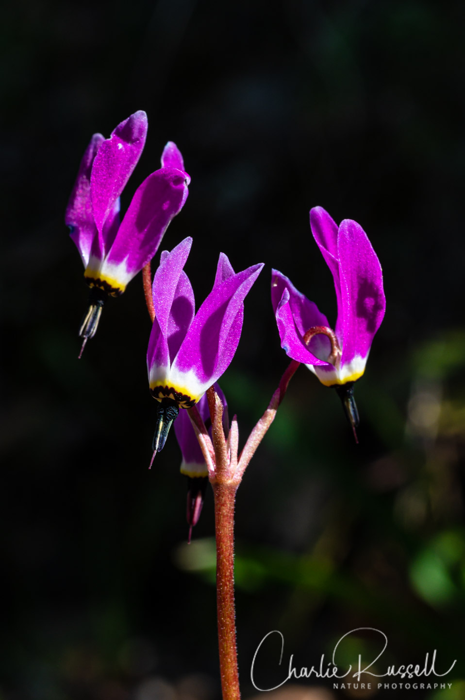 Mosquito bill, Primula hendersonii