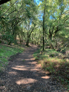 Early in the trail, under the trees as you start climbing the hill