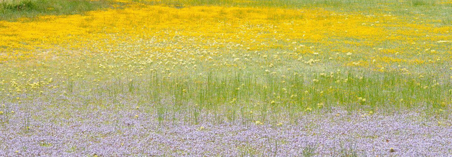 Jepson Prairie Preserve vernal pool