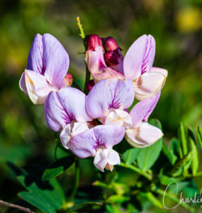 Pacific pea, Lathyrus vestitus var. vestitus