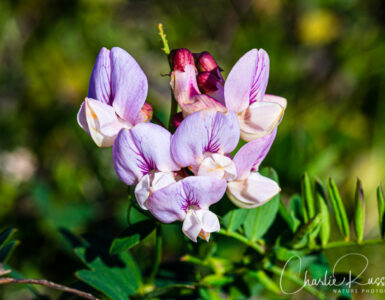 Pacific pea, Lathyrus vestitus var. vestitus