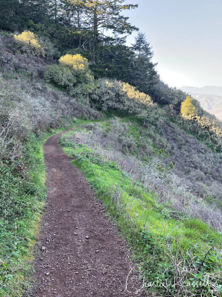The Wolf Ridge trail runs along the north edge of the ridge. Narrow but fairly smooth