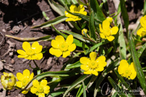 Plantainleaf buttercup, Ranunculus alismifolius