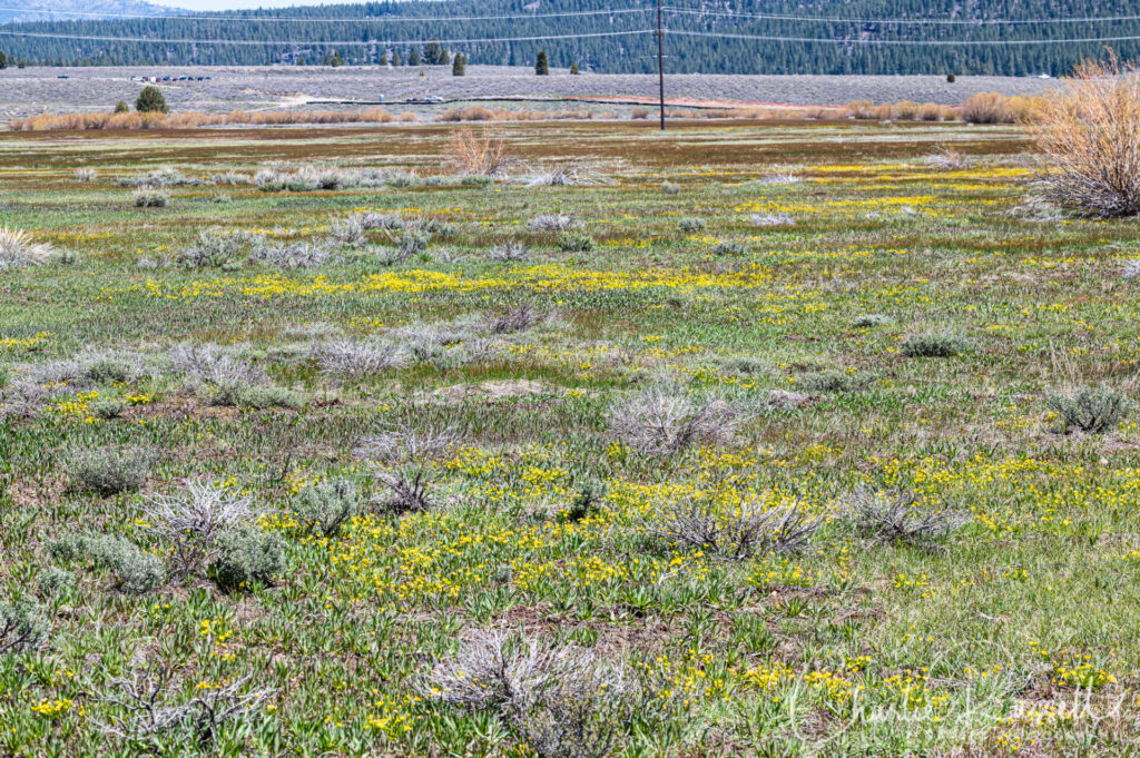 Martis Creek Wildlife Area. Meadow further south, buttercups galore (and violets)