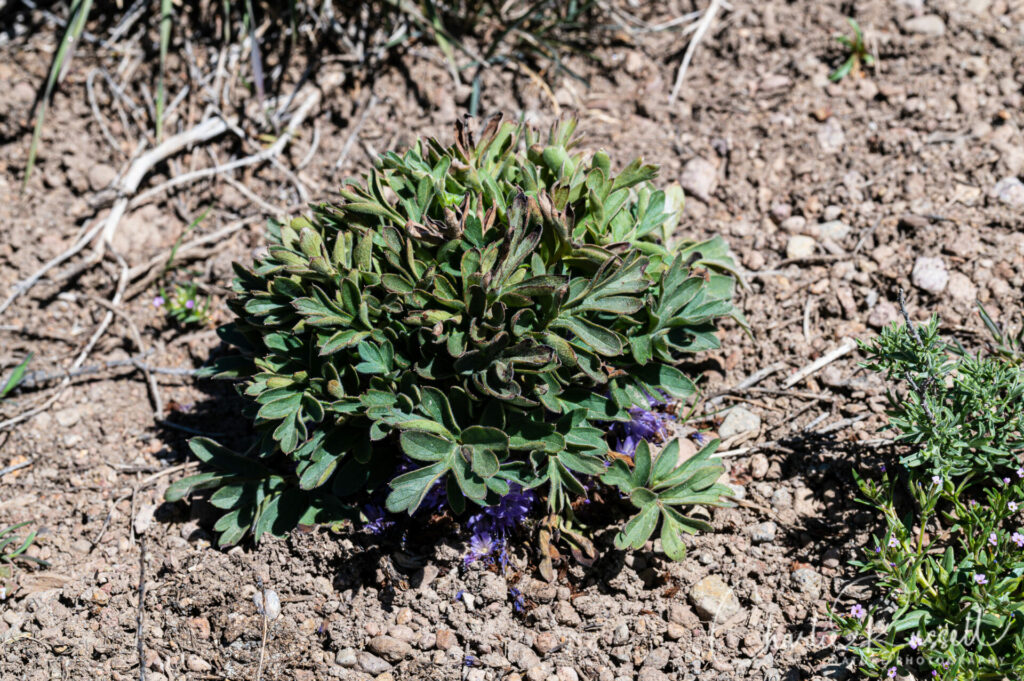 Alpine breeches, Hydrophyllum alpestre