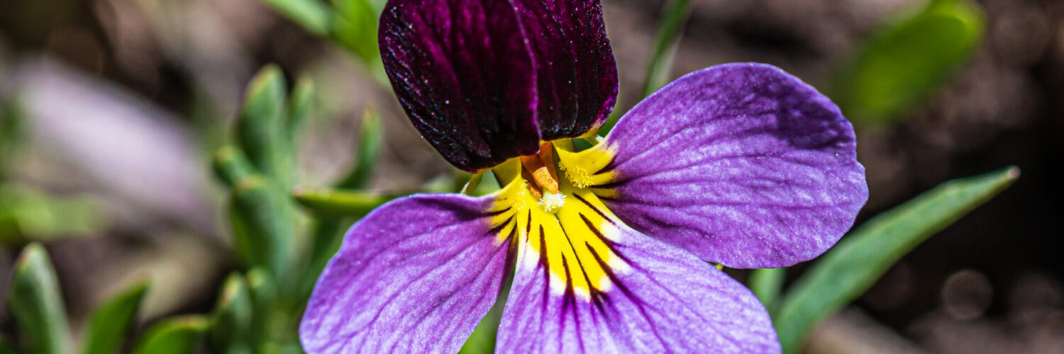 Beckwith's violet, Viola beckwithii