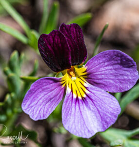 Beckwith's violet, Viola beckwithii