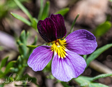 Beckwith's violet, Viola beckwithii