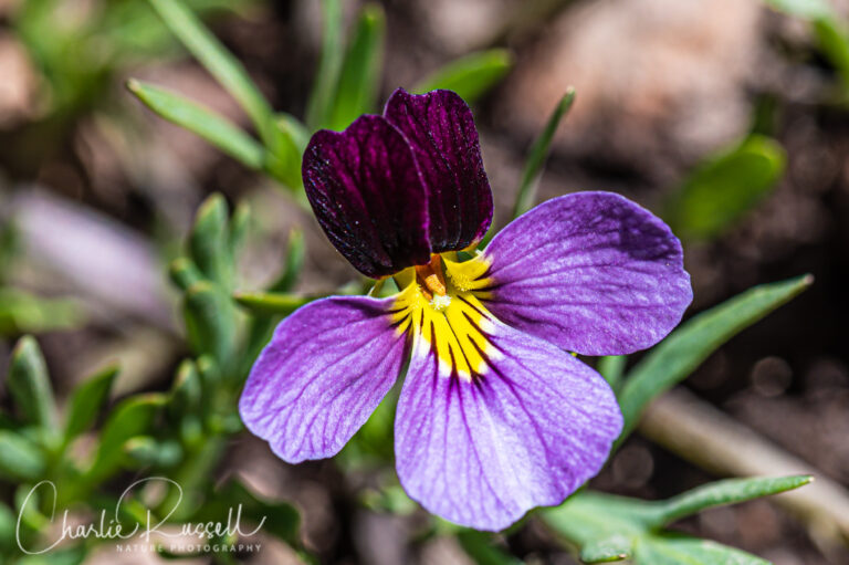 Beckwith's violet, Viola beckwithii