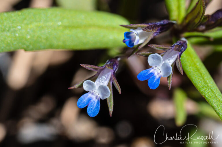 Small flowered blue eyed mary, Collinsia parviflora