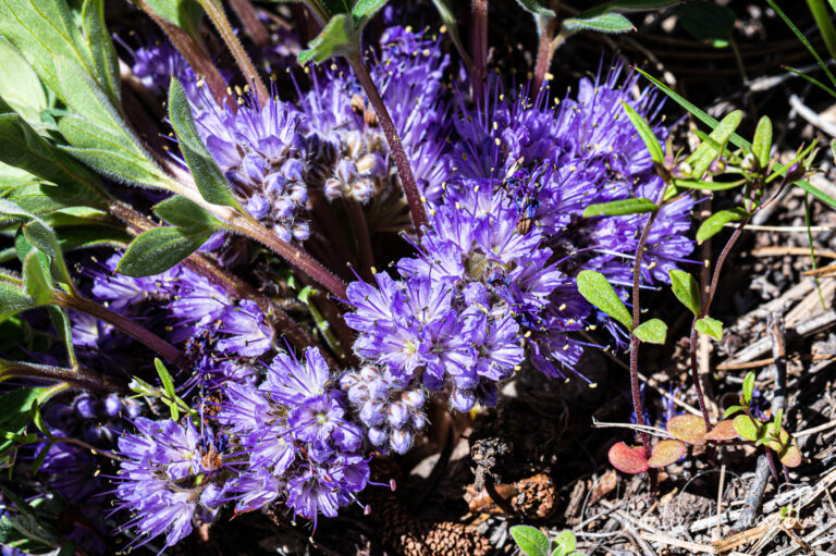 Alpine breeches, Hydrophyllum alpestre