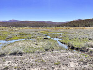 Martis Creek Wildlife Area. Wetland area near start