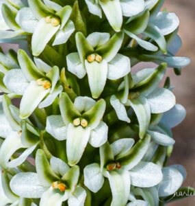 Elegant piperia, Piperia elegans ssp. elegans. AKA Platanthera elegans ssp. elegans