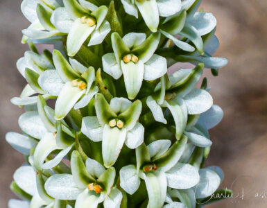 Elegant piperia, Piperia elegans ssp. elegans. AKA Platanthera elegans ssp. elegans