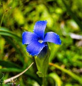 Hiker's gentian, Gentianopsis simplex