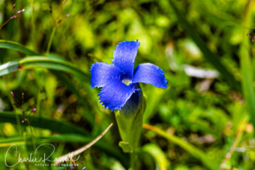 Hiker's gentian, Gentianopsis simplex