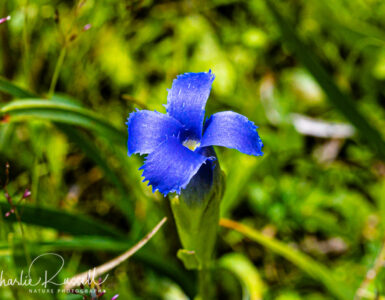 Hiker's gentian, Gentianopsis simplex