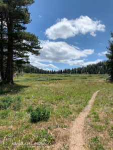 The trail opens up to a very large meadow, Upper Gardner Meadow