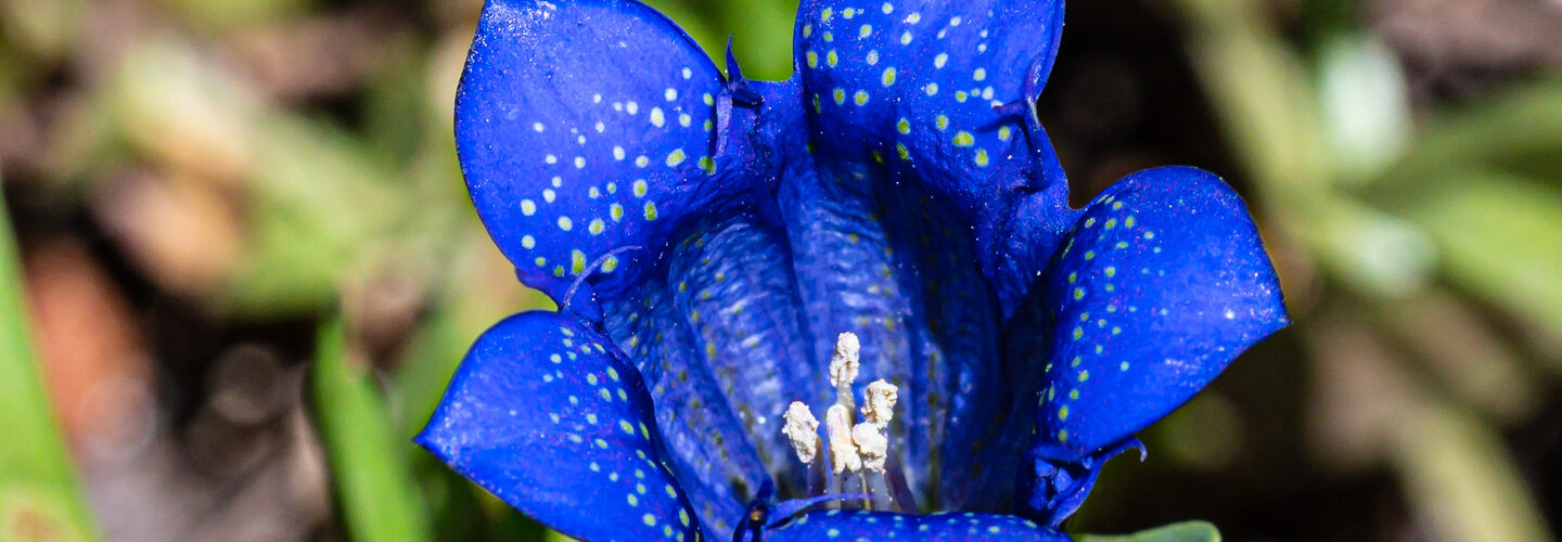 Explorer's gentian, Gentiana calycosa