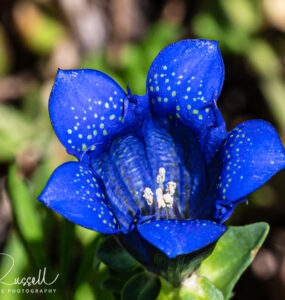 Explorer's gentian, Gentiana calycosa