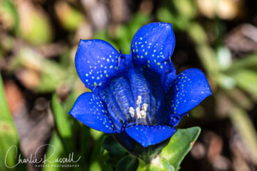 Explorer's gentian, Gentiana calycosa