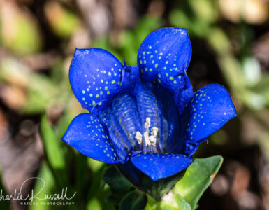 Explorer's gentian, Gentiana calycosa