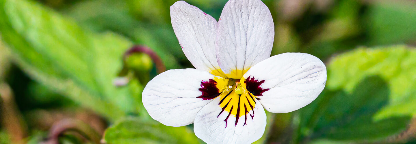 Western heart's ease, Viola ocellata