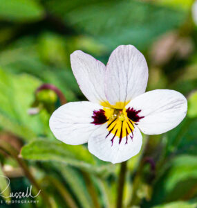 Western heart's ease, Viola ocellata