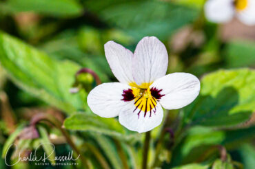 Western heart's ease, Viola ocellata