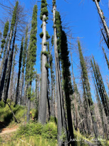 Coast redwood, Sequoia sempervirens, recovering from the burn