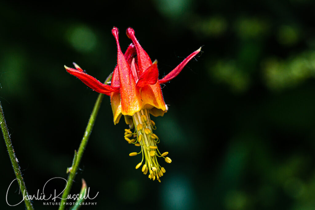 Western columbine, Aquilegia formosa