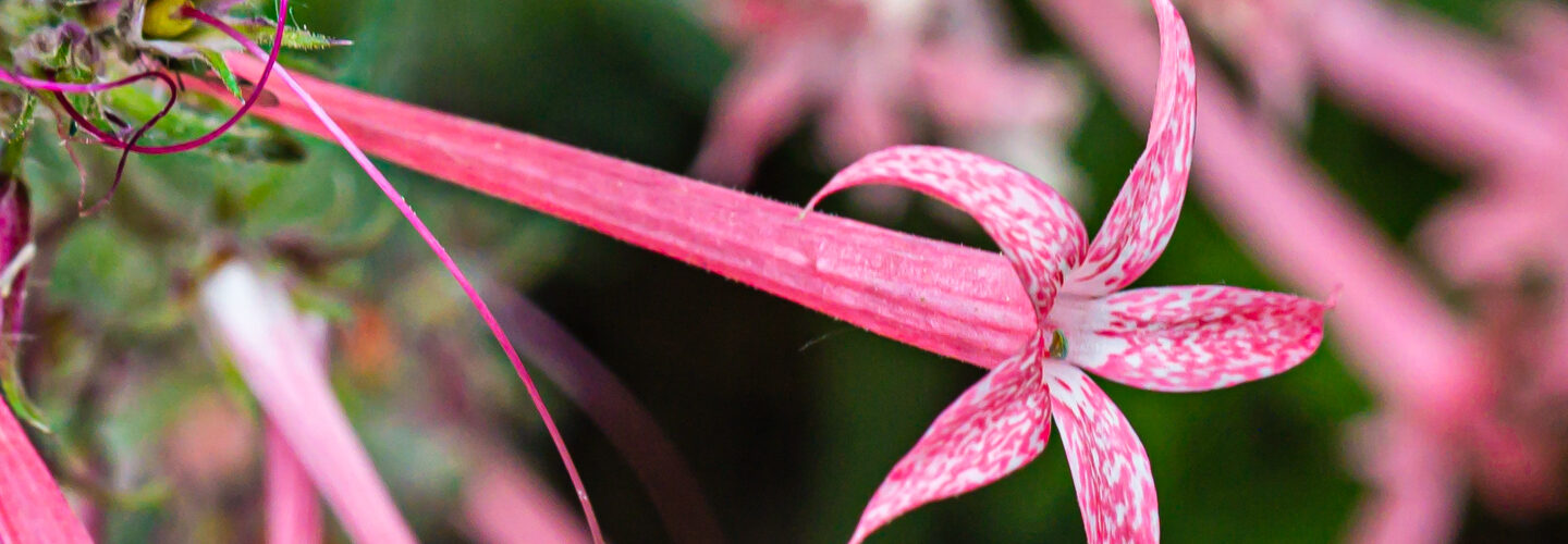 Narrow tube ipomopsis, Ipomopsis tenuituba