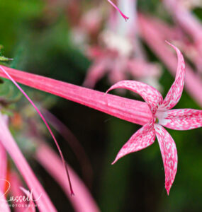 Narrow tube ipomopsis, Ipomopsis tenuituba