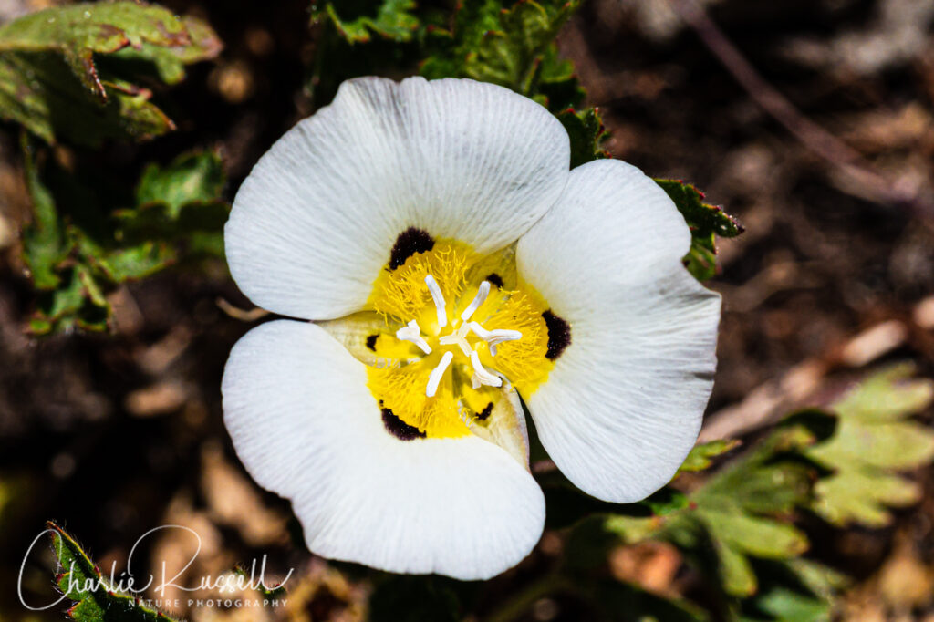 Leichtlin's mariposa lily, Calochortus leichtlinii