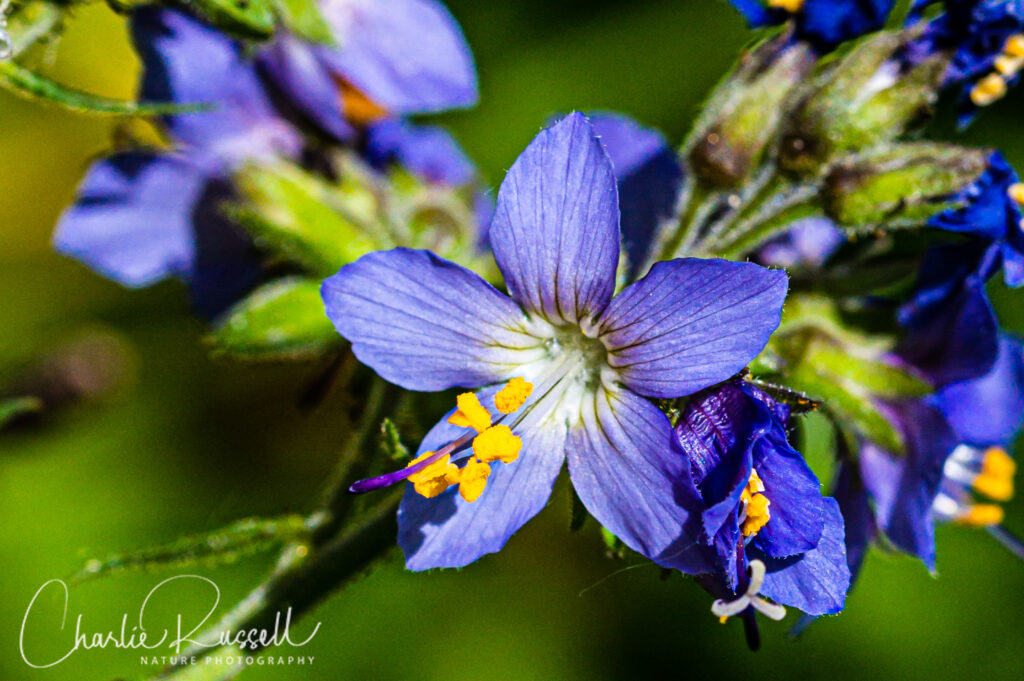 Western polemonium (aka Western sky pilot), Polemonium occidentale