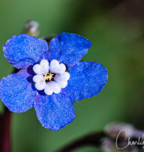 Pacific houndstongue (aka Adelinia), Adelinia grandis (formerly Cynoglossum grande)