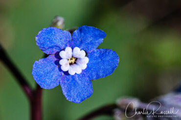 Pacific houndstongue (aka Adelinia), Adelinia grandis (formerly Cynoglossum grande)