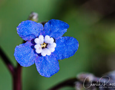 Pacific houndstongue (aka Adelinia), Adelinia grandis (formerly Cynoglossum grande)