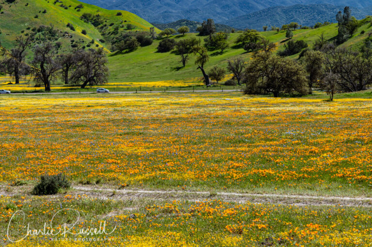 Shell Creek Road Wildflowers Charlie Russell Nature Photography