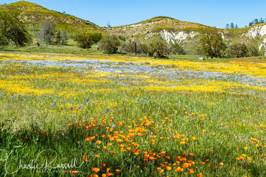 Shell Creek Road Wildflowers Charlie Russell Nature Photography