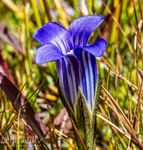 Sierra gentian, Gentianopsis holopetala