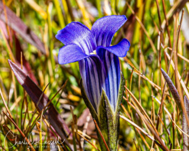 Sierra gentian, Gentianopsis holopetala