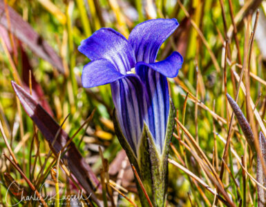 Sierra gentian, Gentianopsis holopetala