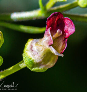 Desert figwort, Scrophularia desertorum